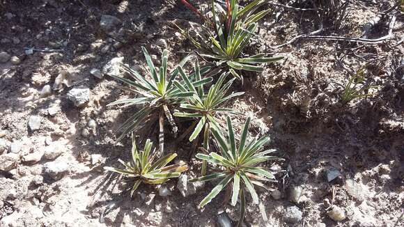 Plancia ëd Ficinia truncata (Thunb.) Schrad.