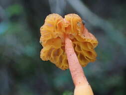 Plancia ëd Hygrocybe suzukaensis (Hongo) Hongo 1982