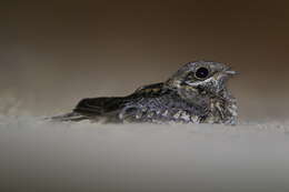 Image of Indian Nightjar