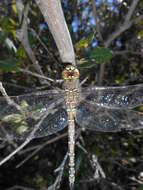 Image of Blue-eyed Darner