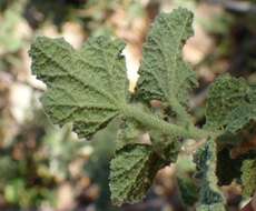 Image of Anisodontea reflexa (Wendl.) D. M. Bates