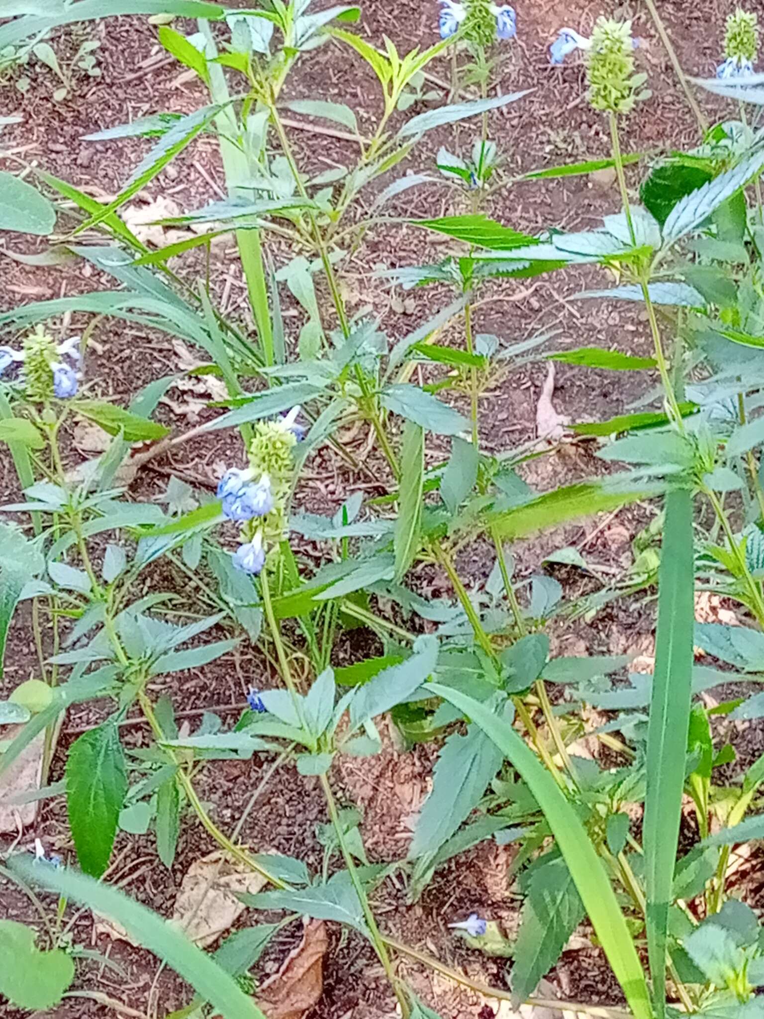 Imagem de Salvia uliginosa Benth.