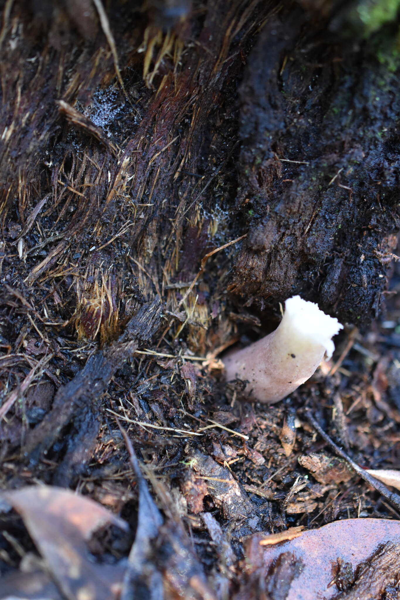 Image of Russula iterika Grgur. 1997