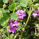 Plancia ëd Thymus linearis Benth.