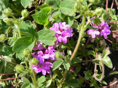 صورة Thymus linearis Benth.