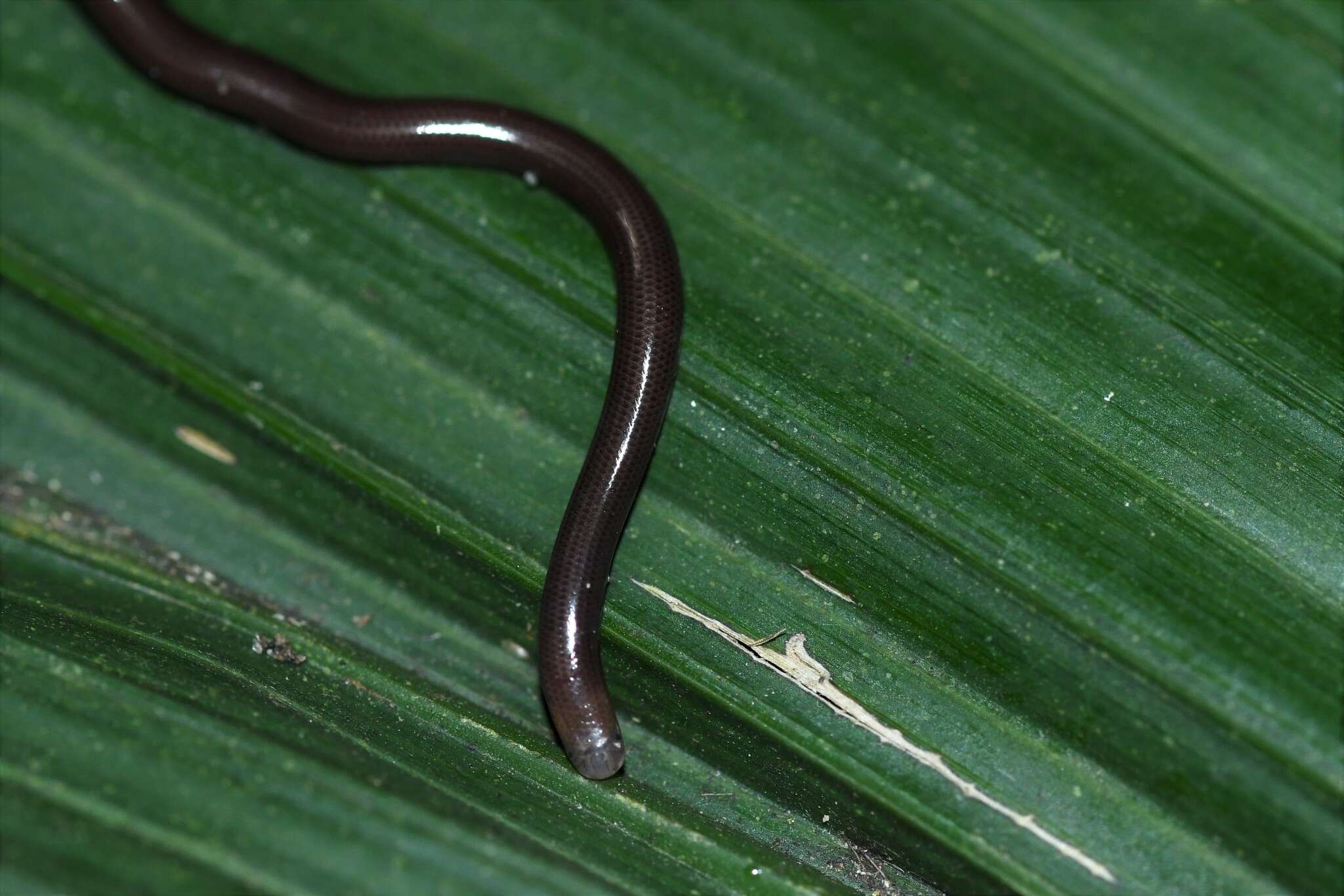 Image of Liotyphlops bondensis armandoi Linares-Vargas et al. 2021