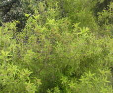 صورة <i>Leucopogon fasciculatus</i>