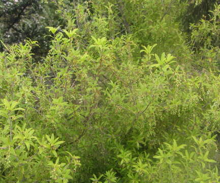 Imagem de <i>Leucopogon fasciculatus</i>