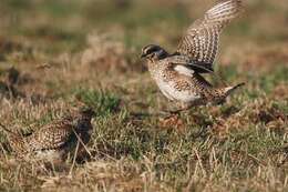 Image of Sharp-tailed Grouse