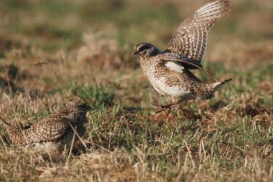 Image of Sharp-tailed Grouse