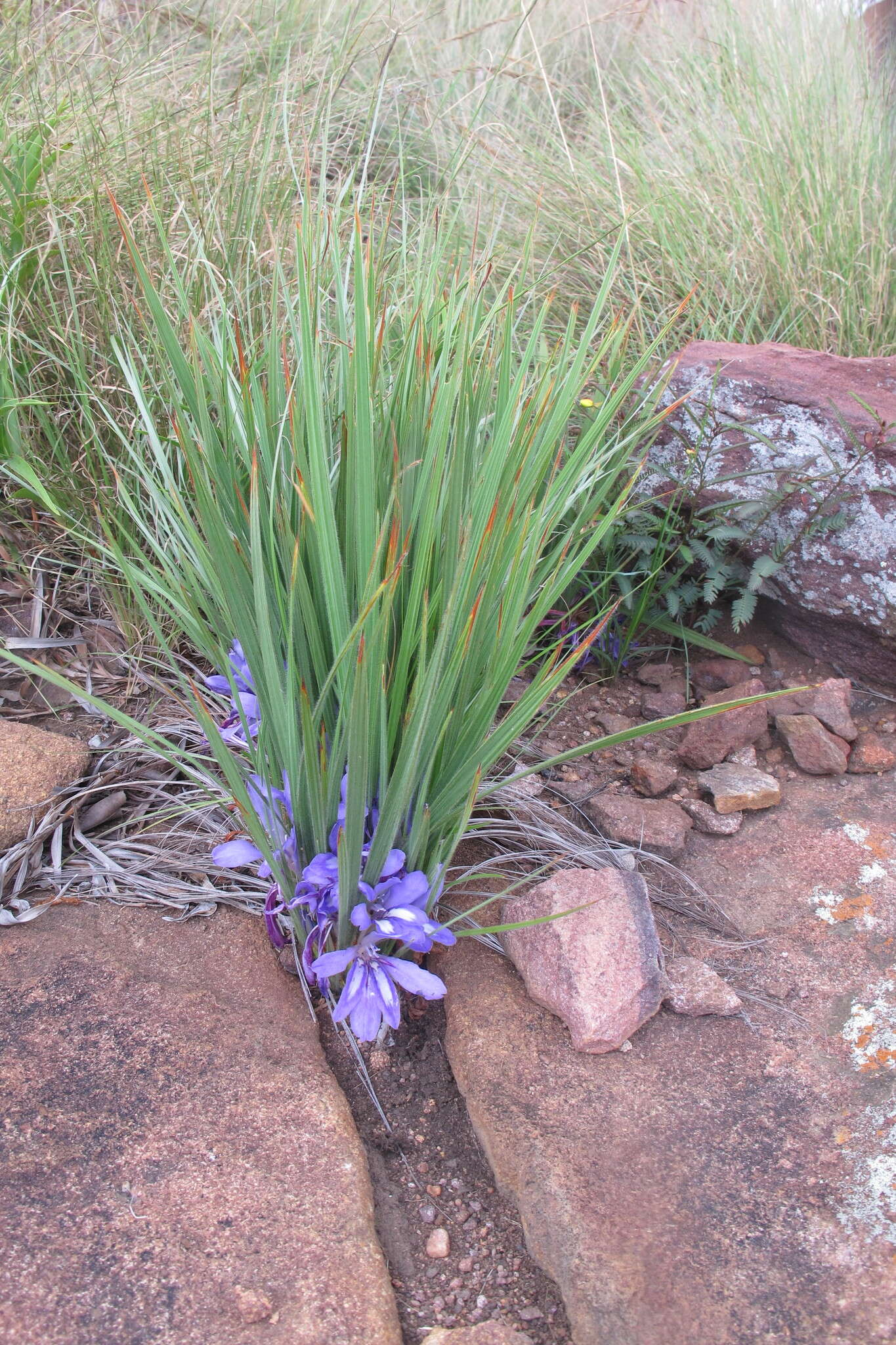 Image of Babiana bainesii Baker