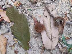 Image de Castanopsis tribuloides (Sm.) A. DC.