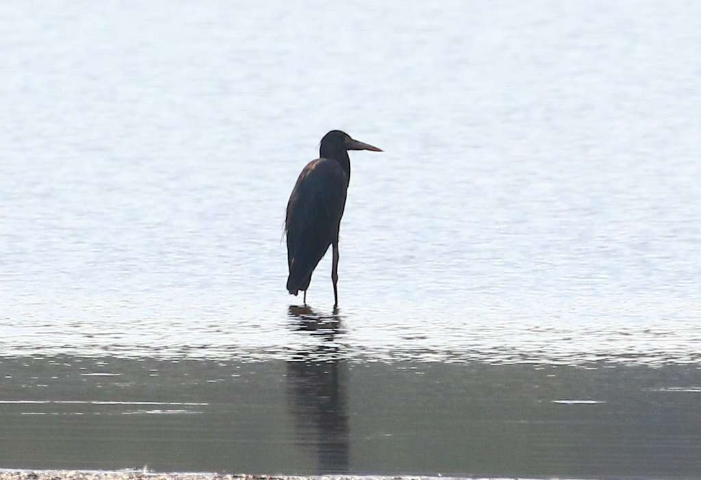 Image of Humblot's Heron