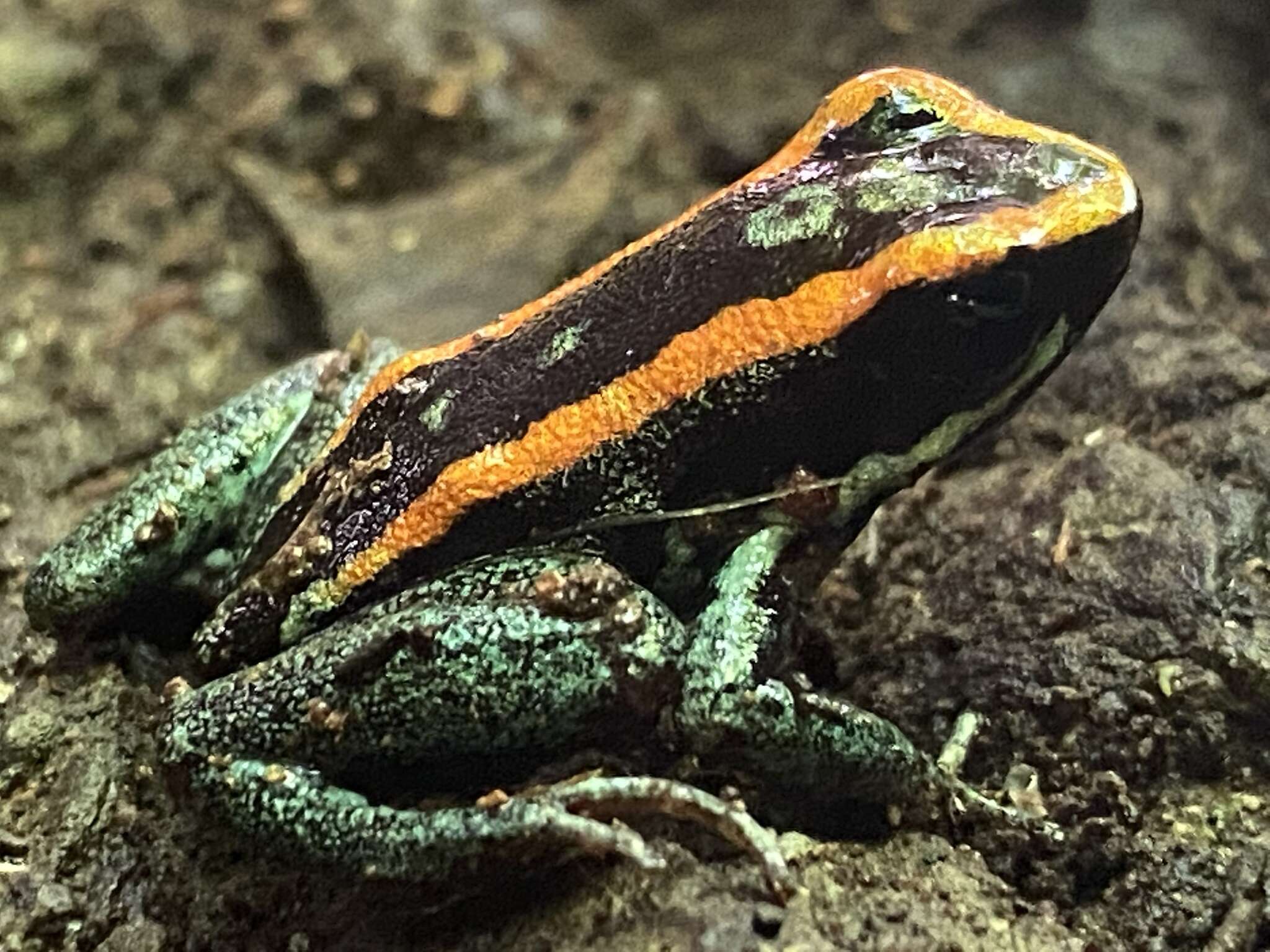 Image of Golfodulcean Poison Frog