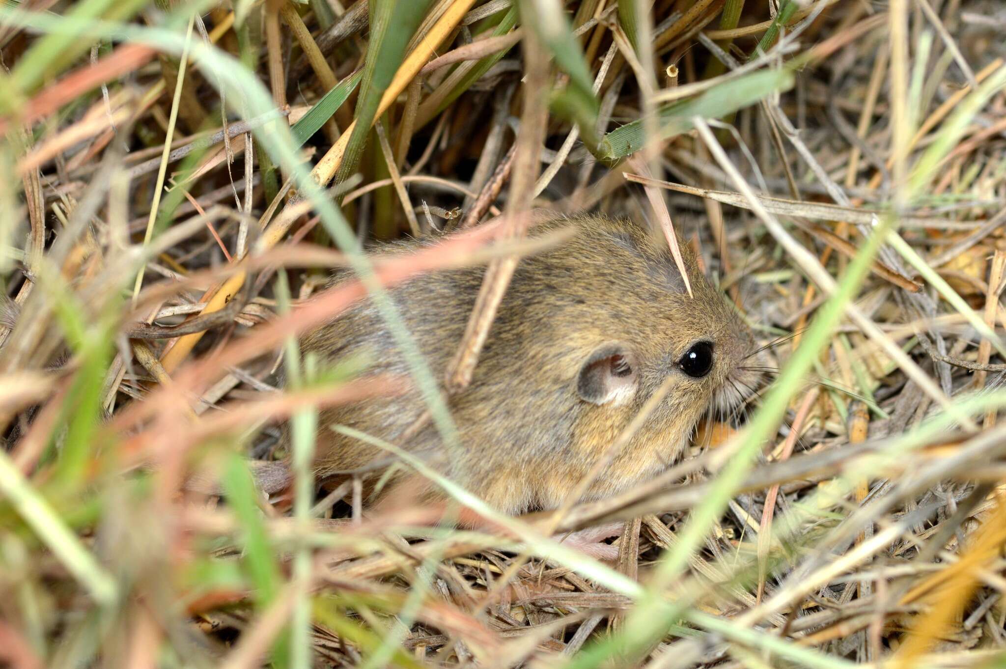 Image of Merriam's pocket mouse