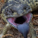 Image of Tiliqua rugosa konowi Mertens 1958