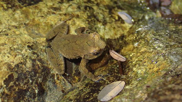 Image de Megophrys brachykolos Inger & Romer 1961