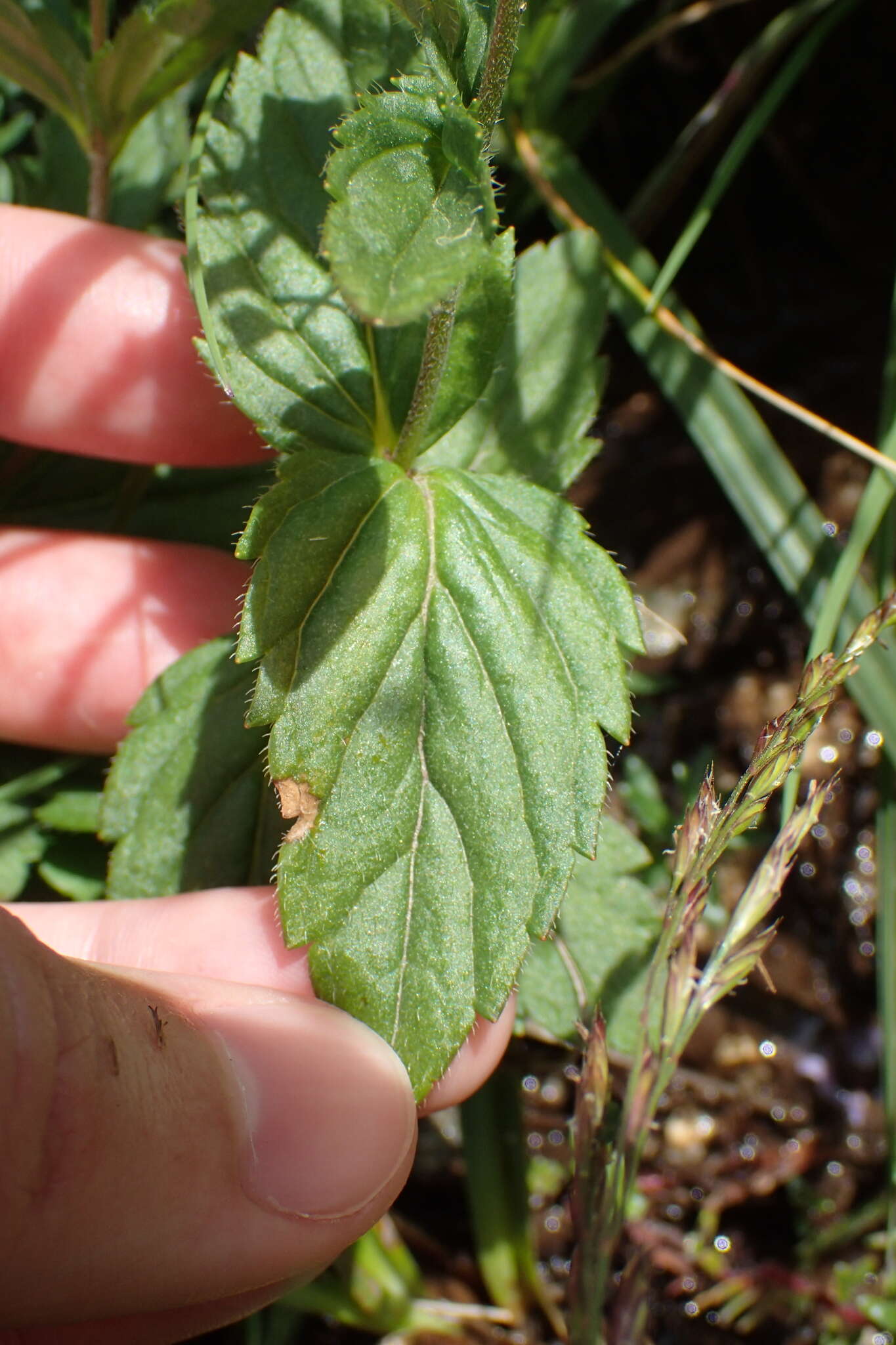 Image of Veronica ponae Gouan