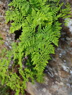 Cheilanthes pentagona Schelpe & N. C. Anthony resmi