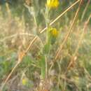 Image of tacky goldenweed