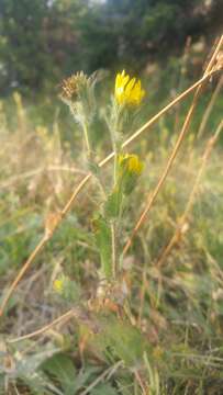 Image of Tacky Goldenweed