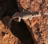 Image of Saltpan Ground-dragon