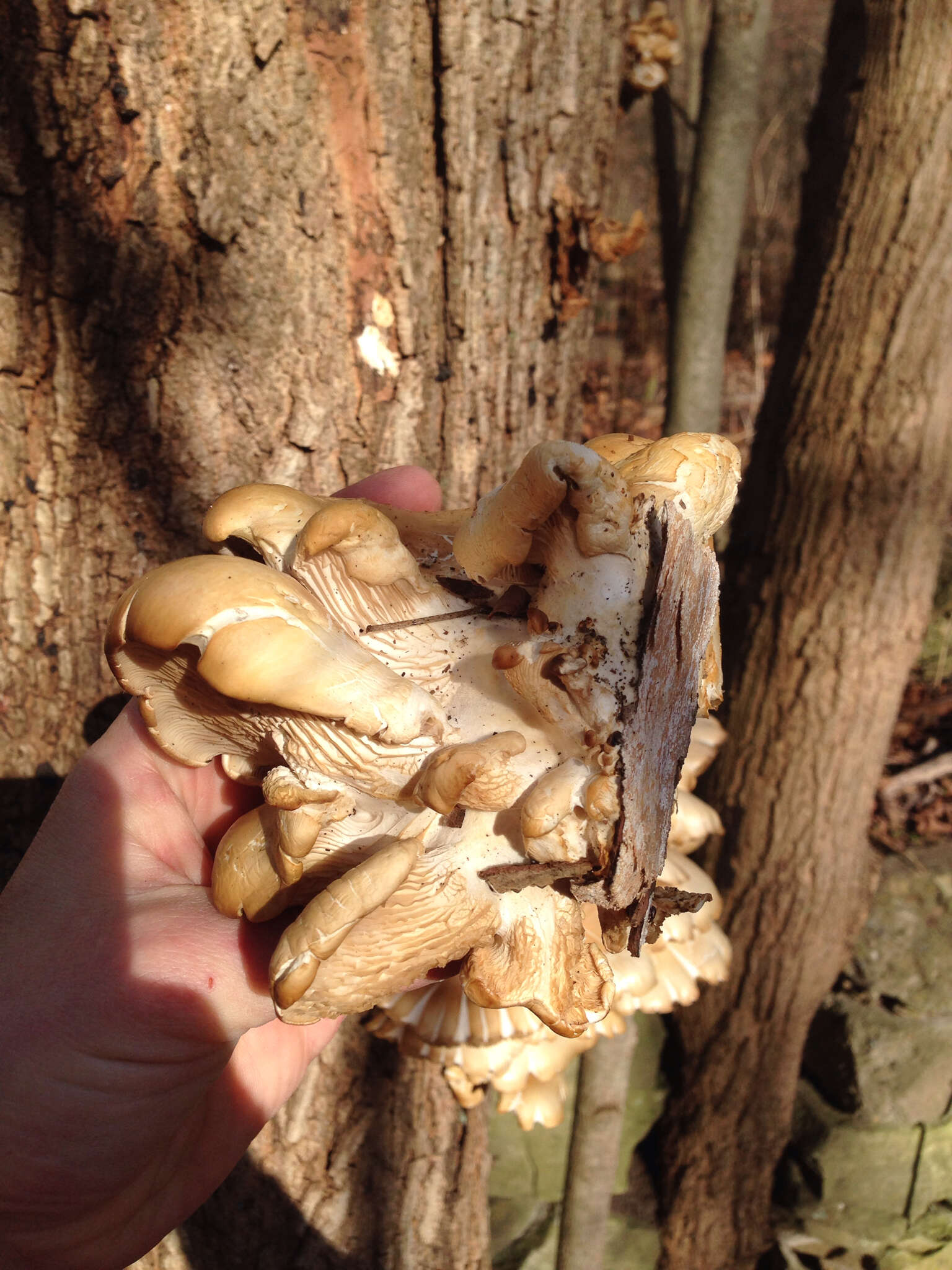 Image of Pleurotus ostreatus (Jacq.) P. Kumm. 1871