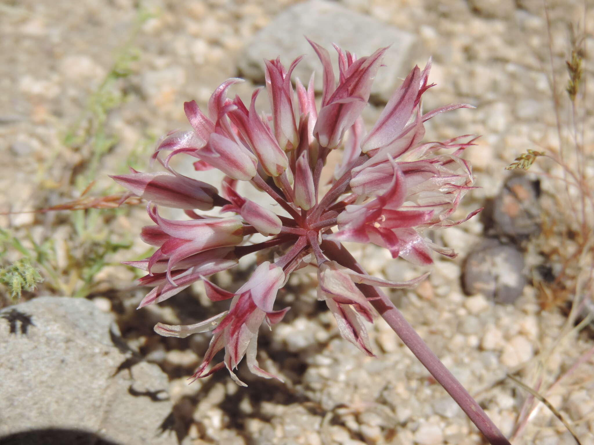 Image of Parish's onion