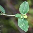 Image of Huachuca Mountain spurge