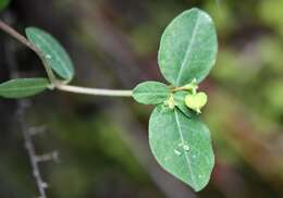 Image of Huachuca Mountain spurge