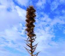 Image de Ptilostemon casabonae (L.) Greuter