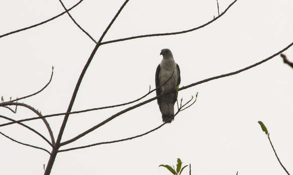 Image of White-collared Kite