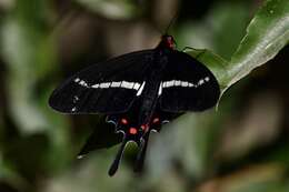 Image of Parides agavus (Drury 1782)