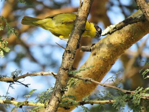 Image of Baglafecht Weaver