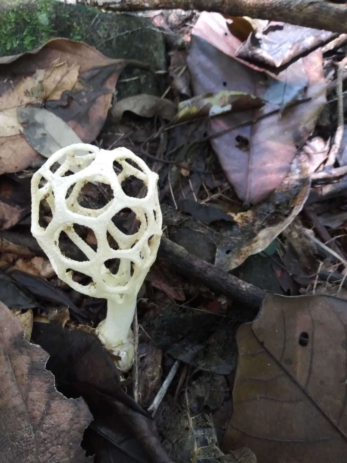 Imagem de Clathrus chrysomycelinus Möller 1895