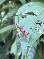 Image of Melucha biolleyi Distant 1900