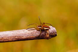 Image of Raft spider