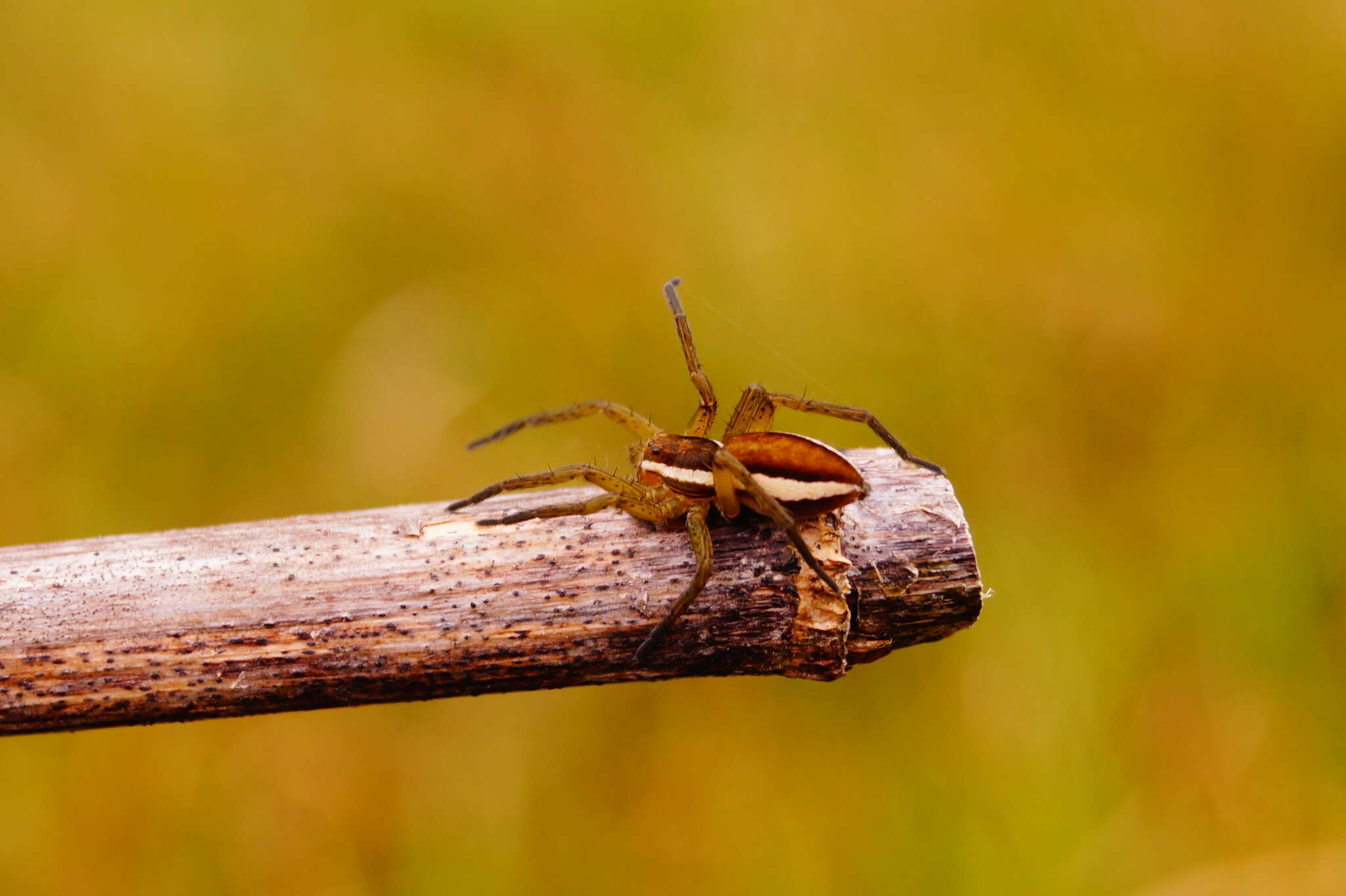 Image of Raft spider