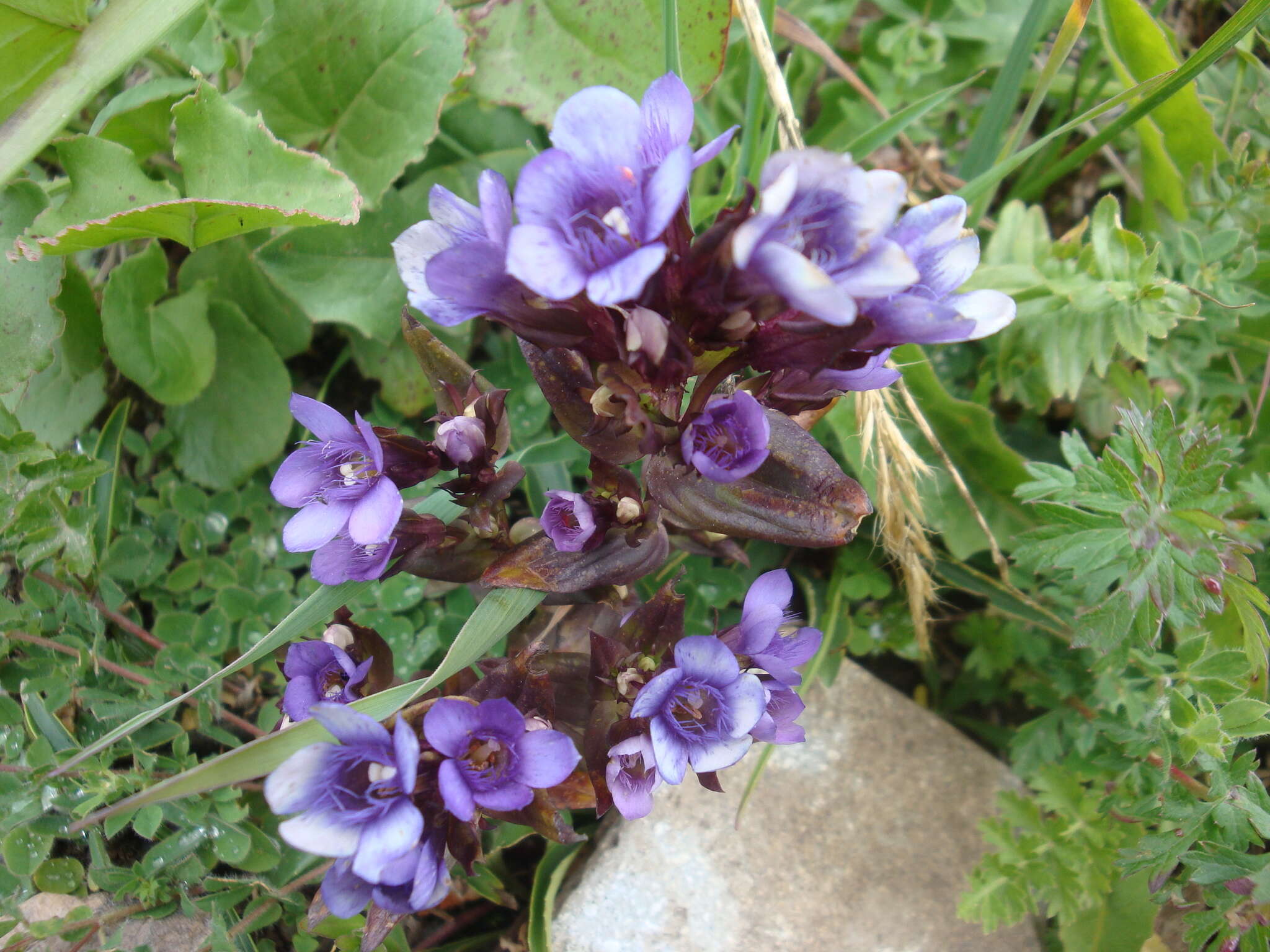 Image de Gentianella caucasea (Loddiges ex Sims) J. Holub