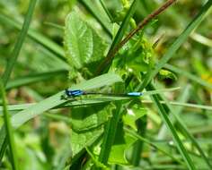 Image de Mesamphiagrion laterale (Selys 1876)