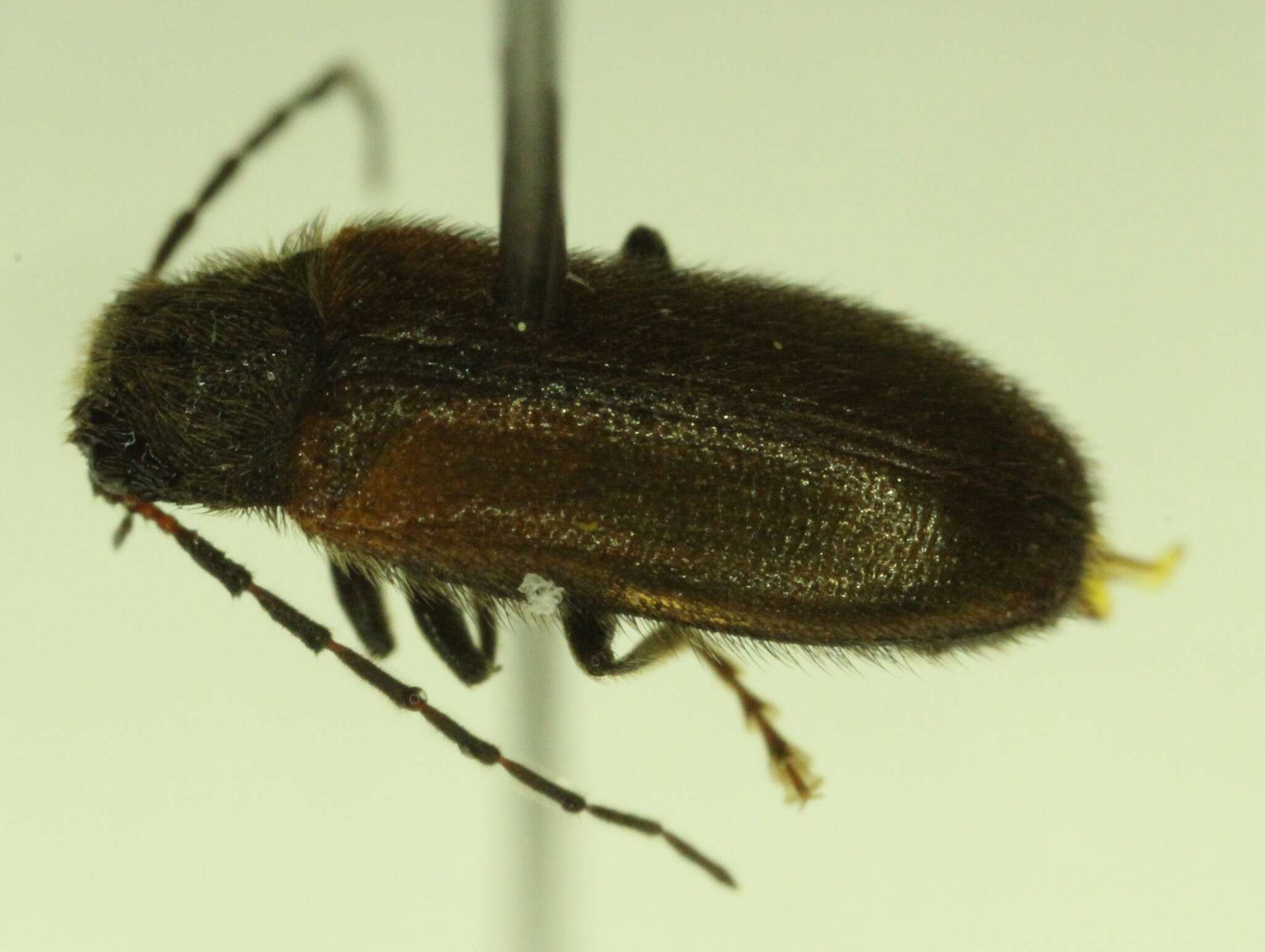 Image of Macropogon testaceipennis Motschulsky 1859