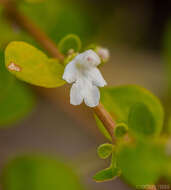 Image de Leucas virgata Balf. fil.