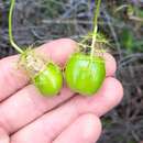 Image of Passiflora bahamensis Britton