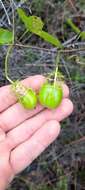 Image of Passiflora bahamensis Britton