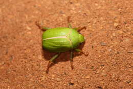 Image of Granny Smith Beetle