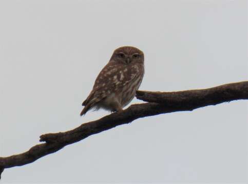 Image of Athene noctua glaux (Savigny 1809)