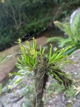 Image of Acianthera sonderiana (Rchb. fil.) Pridgeon & M. W. Chase