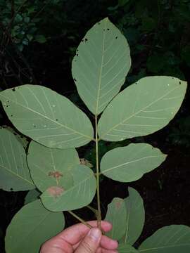 Imagem de Lonchocarpus costaricensis (Donn. Sm.) Pittier