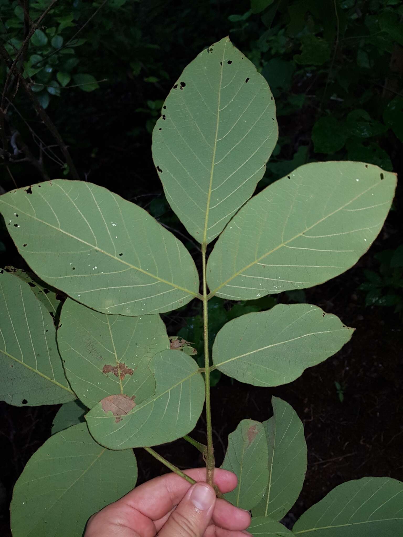 Imagem de Lonchocarpus costaricensis (Donn. Sm.) Pittier