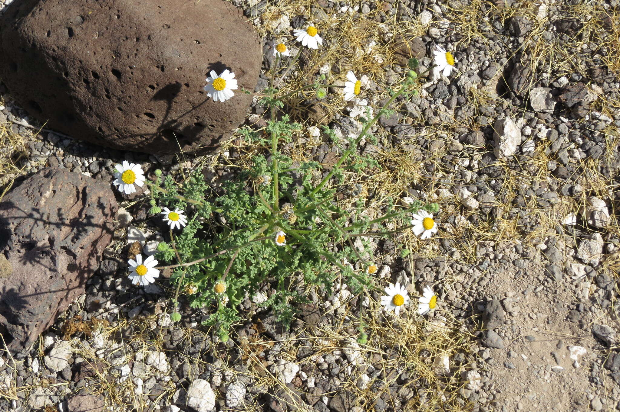 Perityle crassifolia var. robusta (Rydb.) Everly resmi